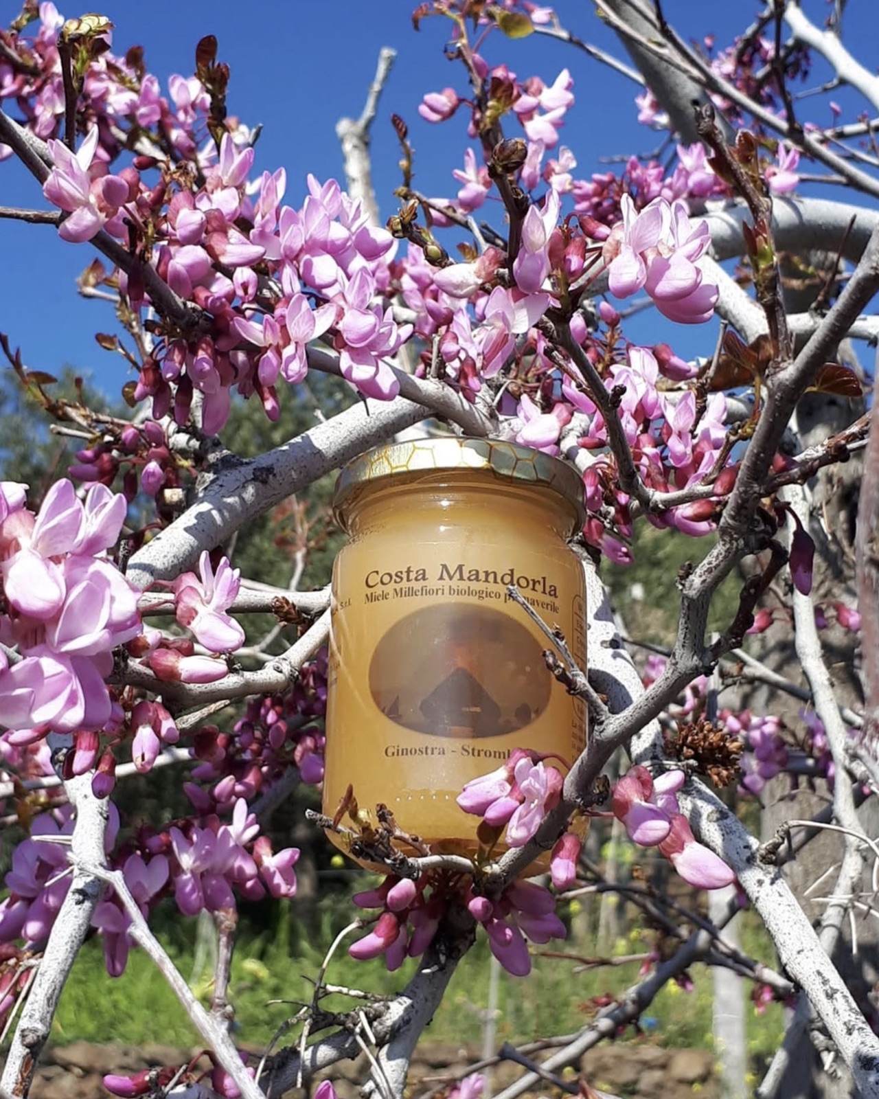 A jar of Costa Mandorla honey among spring blossom