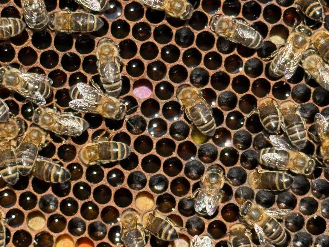 A frame of Costa Mandorla honeycomb
